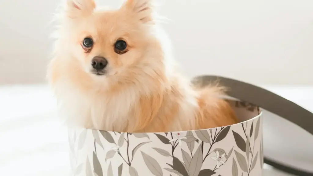 Практичен водич за маркетинг тимови: како да лоцираш Ireland Xiaohongshu креатори и да ги искористиш стримерите за инсталирања, со тактика, алатки и ризици.