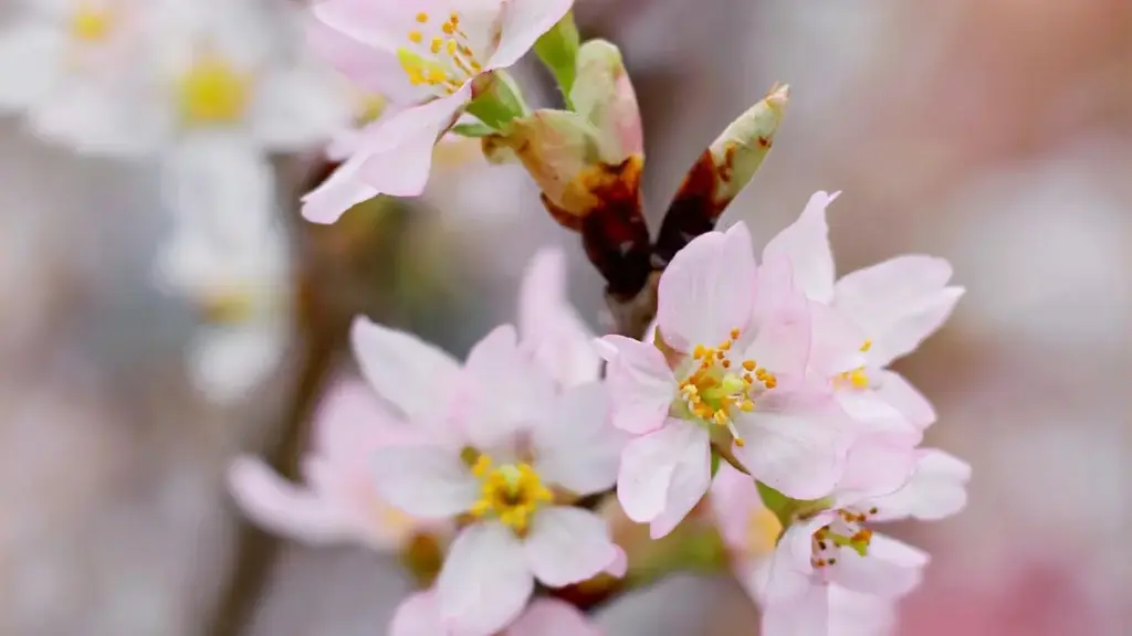 Практичен водич за огласувачи од Северна Македонија: каде и како да најдете Israel Shopee креатори, стратегии за соработка и како да ги претворите прегледите во продажба.