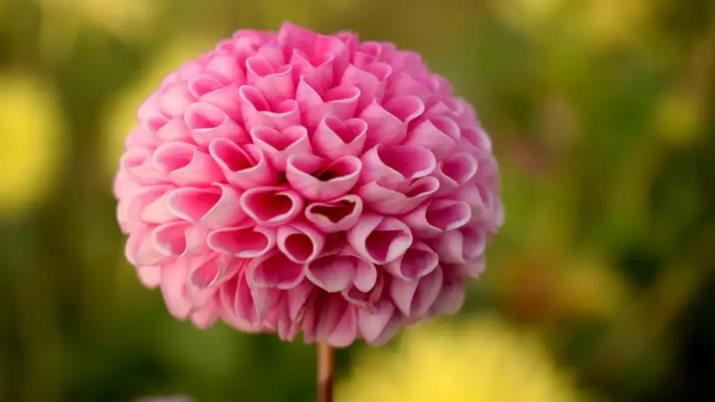 Практичен водич за маркетери во Северна Македонија: каде и како да најдете Douyin креатори од Лукасембург за да терате инсталирања преку livestreams.