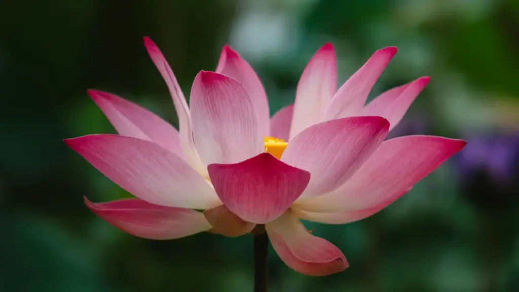 Практичен водич за креатори од Северна Македонија: чекори, тактики и ризици кога контактираш италијански брендови на Reddit со спонзорирани алати.