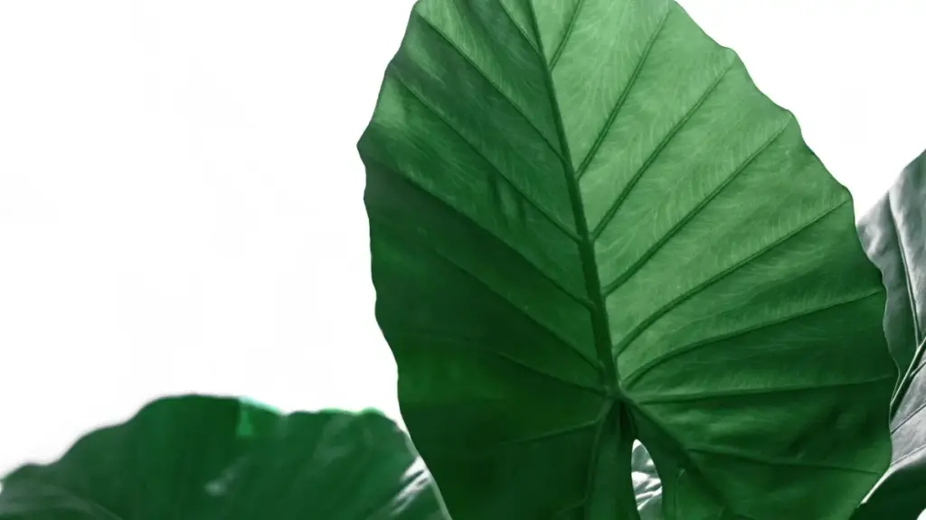 Практичен водич за креатори од Северна Македонија: како да најдете и допрете до либански брендови на Taobao, да градите доверба и да преговарате фиксни (flat-fee) бренд договори.