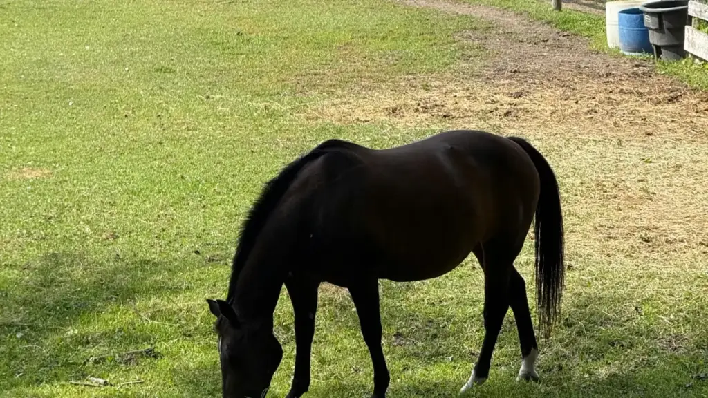 Практичен водич за огласувачи од Северна Македонија: каде и како да ги најдете Montenegro Josh креаторите за вградување бренд пораки во livestreams.