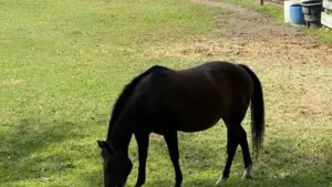 Практичен водич за огласувачи од Северна Македонија: каде и како да ги најдете Montenegro Josh креаторите за вградување бренд пораки во livestreams.