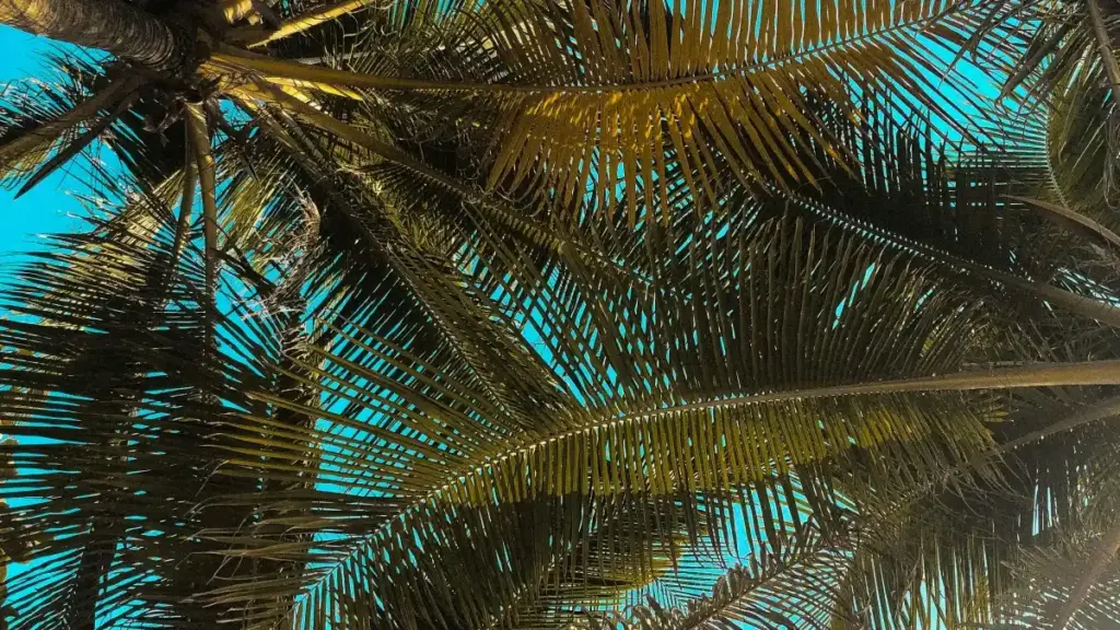 Практичен, локализиран водич за креатори од Северна Македонија: како да допрете румунски брендови на Reddit, да промовирате must-have производи и да избегнете ризици во 2025.