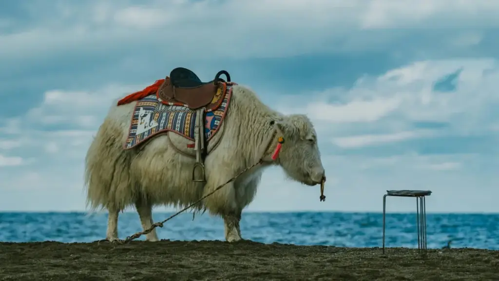 Практичен водич за брендови од Северна Македонија: како да лоцирате и ангажирате Paraguay Telegram креатори за да донесете сообраќај и инсталации кон фитнес апликации.