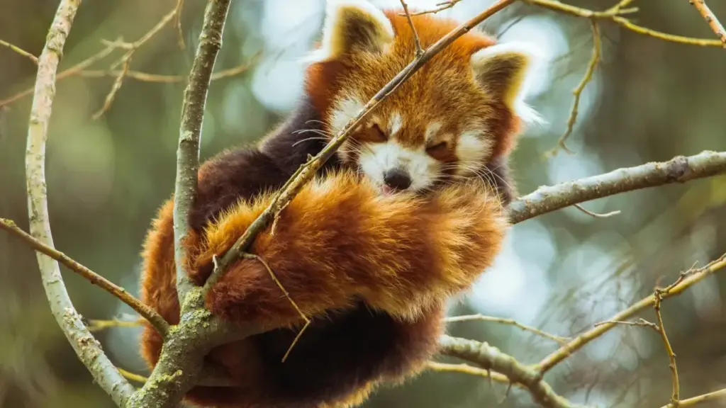 Практичен водич за огласувачи од Северна Македонија: каде и како да најдеш мексикански Chingari креатори кои ќе донесат сообраќај и регистрацији во фитнес апликации.