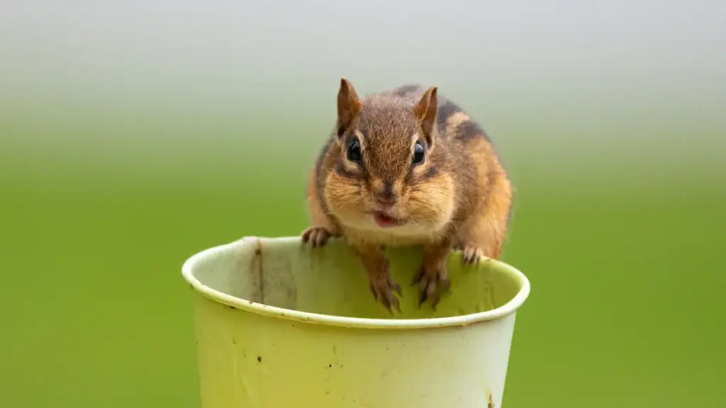 Практичен гайд за креатори од Северна Македонија: стратегии, пораки и примери како да контактирате индонезиски брендови на Instagram и да добиете бесплатни производи.