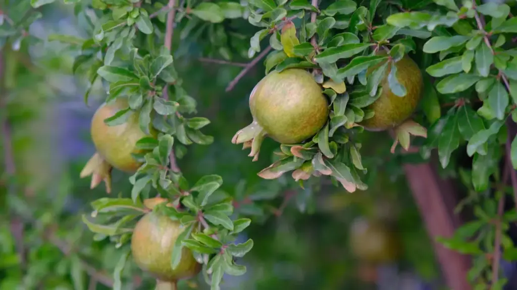 Практичен водич за креатори од Северна Македонија: како да контактираш руски брендови преку Reddit и да делиш покривање на настани со јасни sponsor тагови.
