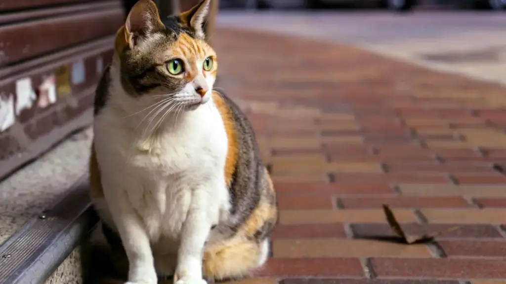 Практичен водич за маркетери од Северна Македонија: каде и како да најдете колумбиски Roposo креатори за кампањи насочени на продажба и кои тактики работат во 2026.