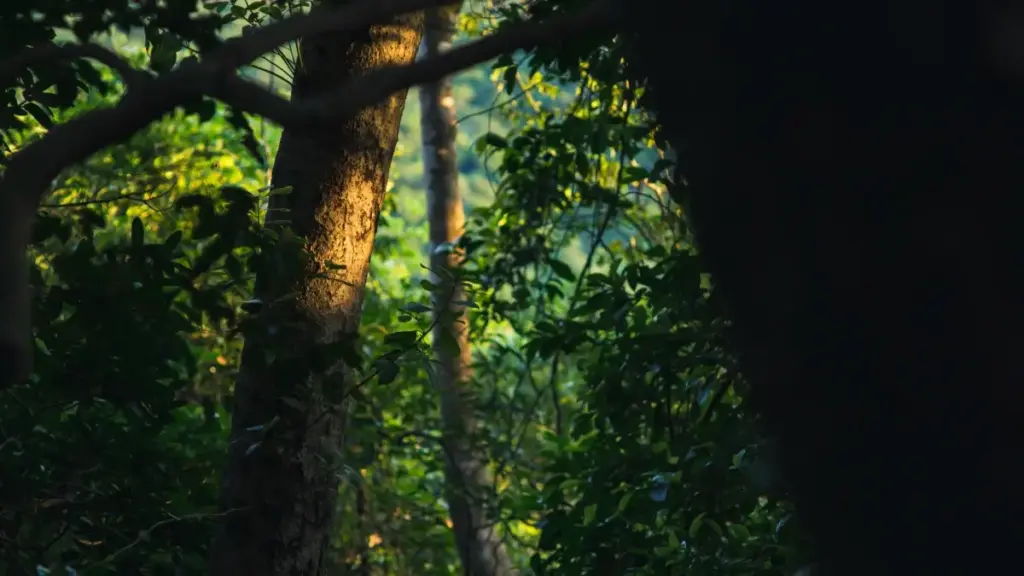 Практичен водич за македонски креатори: стратегии, примери и правни ризици кога контактирате уруслајски брендови на Roposo за wardrobe haul видеа.