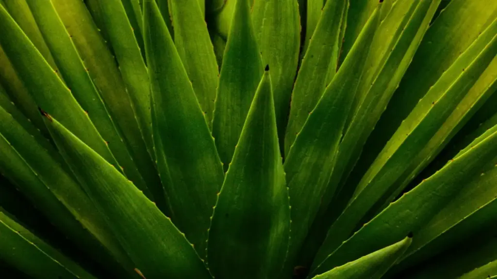 Практичен водич за креатори од Северна Македонија: како да ги пронајдете и пристапите до португалски брендови преку WhatsApp, да изградите доверба и да споделите локални скриени бисери.