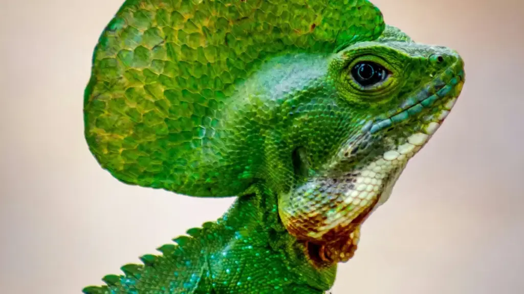 Практичен водич за крејтори од Северна Македонија: стратегии за пристап до руски брендови на Roposo и како да ги истакнете нивните must-have производи.